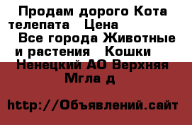  Продам дорого Кота-телепата › Цена ­ 4 500 000 - Все города Животные и растения » Кошки   . Ненецкий АО,Верхняя Мгла д.